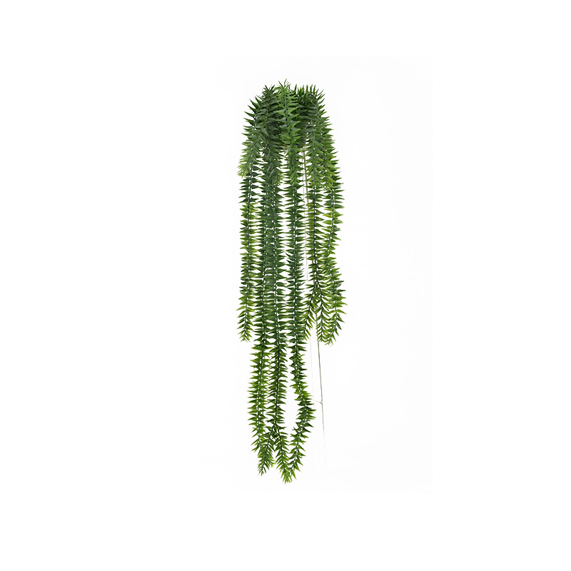 28" Lycopodium Squarrosum